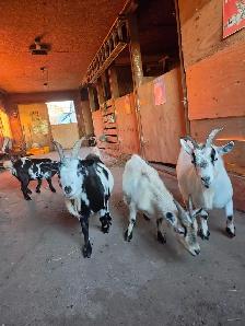 Bred Nigerian Goats For Sale