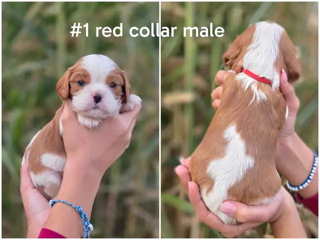 Cavalier king charles puppies