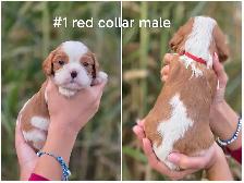 Cavalier king charles puppies
