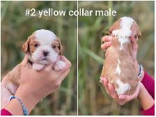 Cavalier king charles puppies - Photo 2