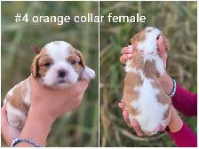 Cavalier king charles puppies - Photo 3