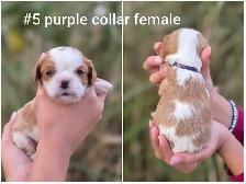 Cavalier king charles puppies - Photo 4