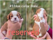 Cavalier king charles puppies - Photo 5