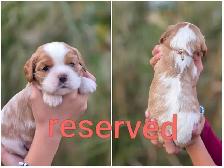 Cavalier king charles puppies - Photo 6