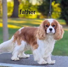 Cavalier king charles puppies - Photo 7