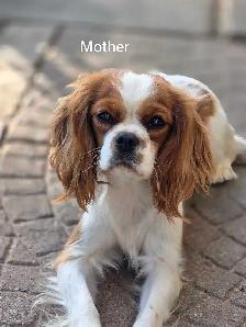 Cavalier king charles puppies - Photo 8