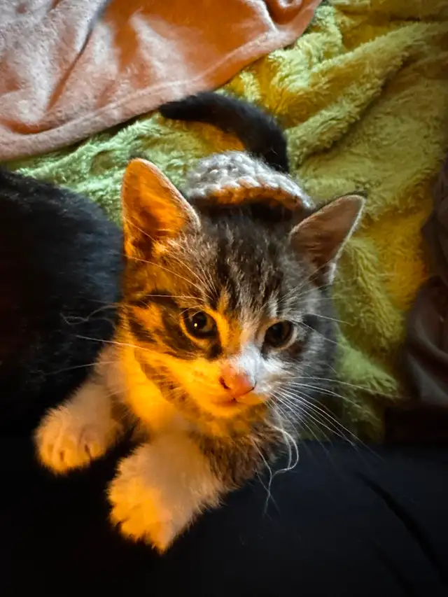Male Kittens