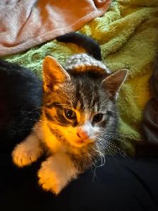 Male Kittens