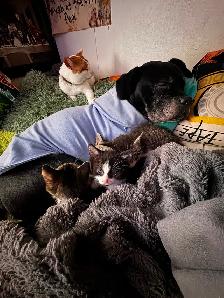 Male Kittens - Photo 2