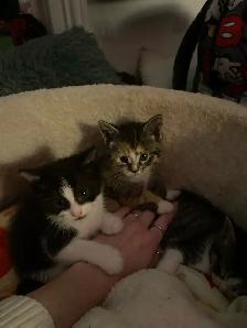 Male Kittens - Photo 3