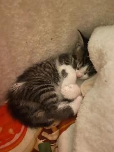 Male Kittens - Photo 4
