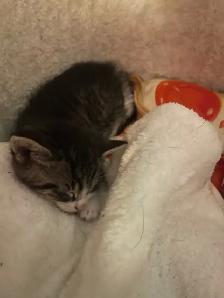 Male Kittens - Photo 5