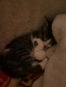 Male Kittens - Photo 6