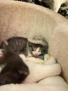 Male Kittens - Photo 7