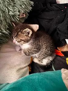 Male Kittens - Photo 8