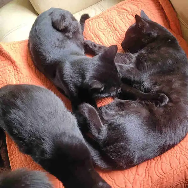 cats & kittens for rehoining