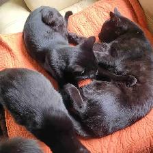 cats & kittens for rehoining