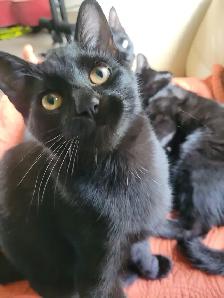 cats & kittens for rehoining - Photo 2