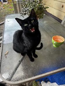 cats & kittens for rehoining - Photo 5