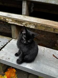 cats & kittens for rehoining - Photo 7