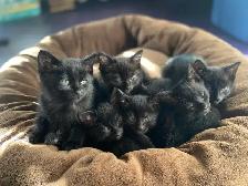 cats & kittens for rehoining - Photo 8