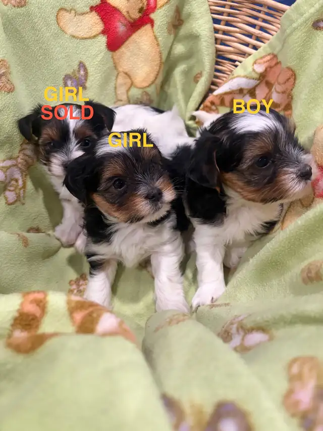 Pure Breed Biewer Yorkie