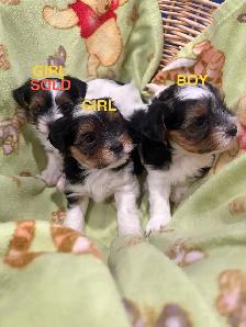 Pure Breed Biewer Yorkie