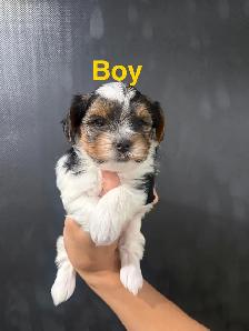 Pure Breed Biewer Yorkie - Photo 2