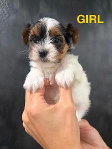 Pure Breed Biewer Yorkie - Photo 4