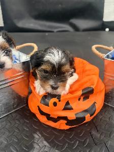 Pure Breed Biewer Yorkie - Photo 5