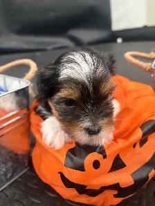 Pure Breed Biewer Yorkie - Photo 6