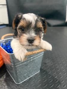 Pure Breed Biewer Yorkie - Photo 7