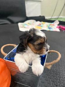 Pure Breed Biewer Yorkie - Photo 8