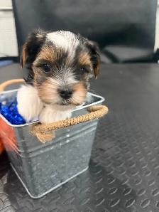 Pure Breed Biewer Yorkie - Photo 9