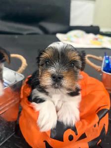 Pure Breed Biewer Yorkie - Photo 10
