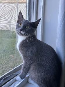 4-Month-Old Female Kitten Looking for a Loving Home