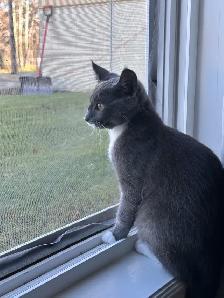 4-Month-Old Female Kitten Looking for a Loving Home - Photo 2