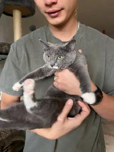 4-Month-Old Female Kitten Looking for a Loving Home - Photo 4