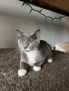 4-Month-Old Female Kitten Looking for a Loving Home - Photo 5