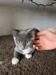 4-Month-Old Female Kitten Looking for a Loving Home - Photo 6