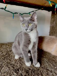 4-Month-Old Female Kitten Looking for a Loving Home - Photo 7