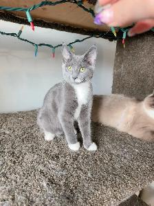 4-Month-Old Female Kitten Looking for a Loving Home - Photo 8