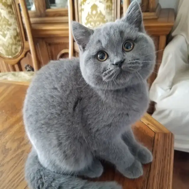 Scottish Straight shorthair ,longhair kittens CCA/AFC registered