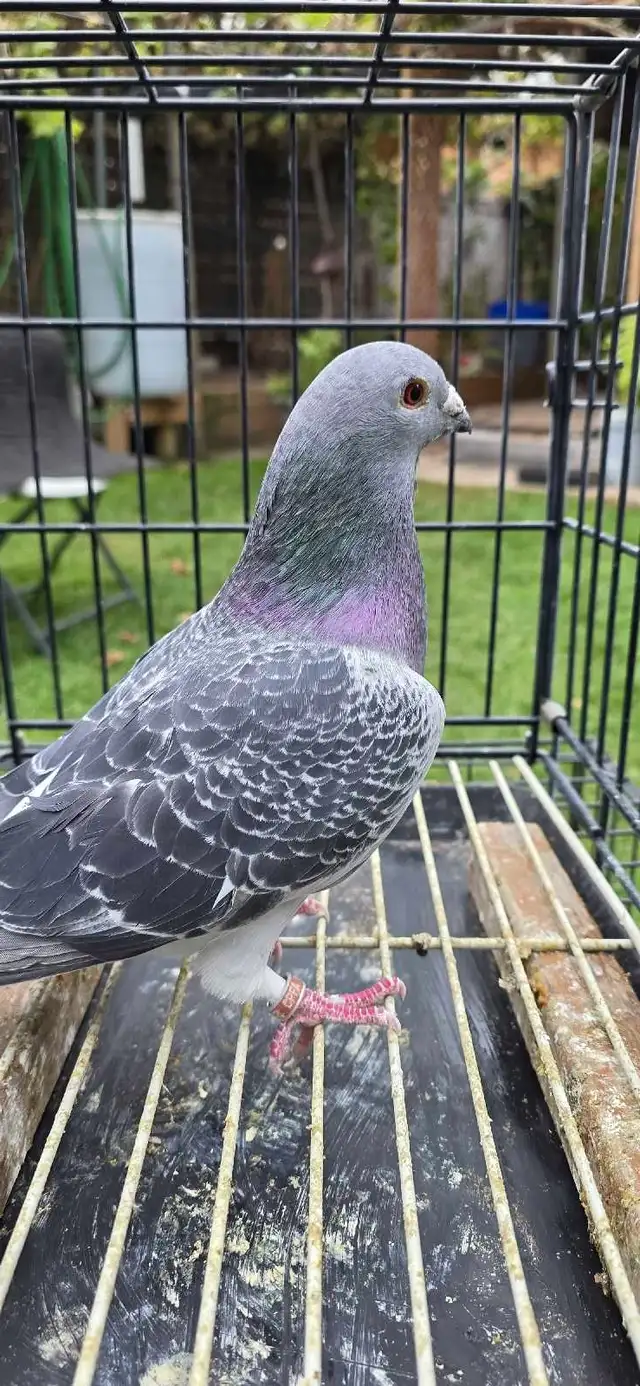 homer pigeon for sale