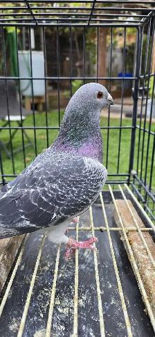 homer pigeon for sale