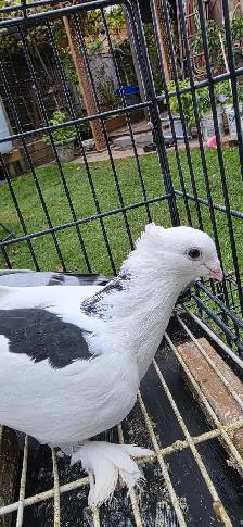homer pigeon for sale - Photo 2
