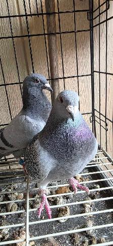 homer pigeon for sale - Photo 3