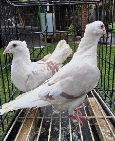homer pigeon for sale - Photo 4