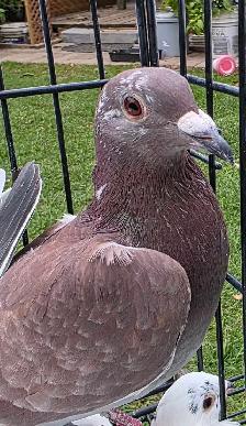 homer pigeon for sale - Photo 5