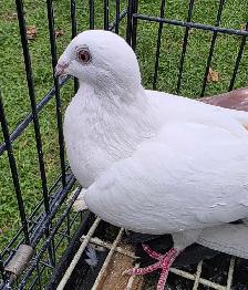 homer pigeon for sale - Photo 6